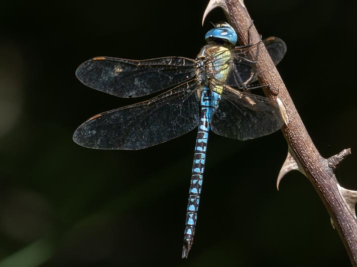 Aeshna affinis (Blue-eyed Hawker) male-Album-6.jpg